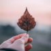 hand holding a dry leaf